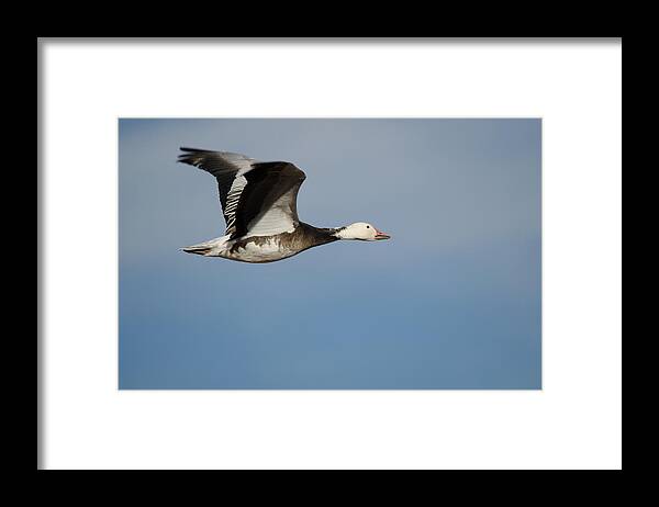 Birdwatching Framed Print featuring the photograph Snow Goose by James Petersen