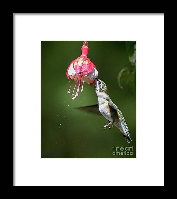 Ruby-throated Hummingbird Framed Print featuring the photograph Snow in Summer by Amy Porter