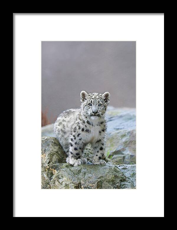 Suzi Eszterhas Framed Print featuring the photograph Snow Leopard Cub by Suzi Eszterhas