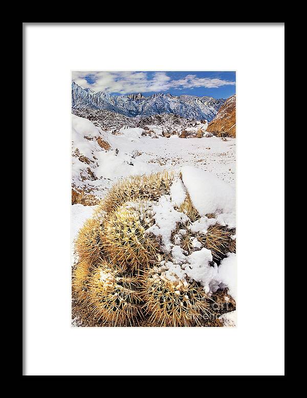 Dave Welling Framed Print featuring the photograph Snow On Cactus Alabama Hills Eastern Sierras California by Dave Welling