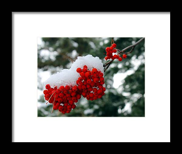 Mountain Ash Framed Print featuring the photograph Snow on Mountain Ash berries by Jean Evans