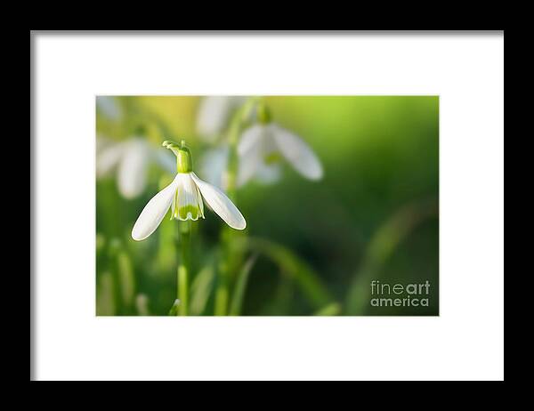 Snowdrops Framed Print featuring the photograph Snowdrops at eye level with copy space by Simon Bratt