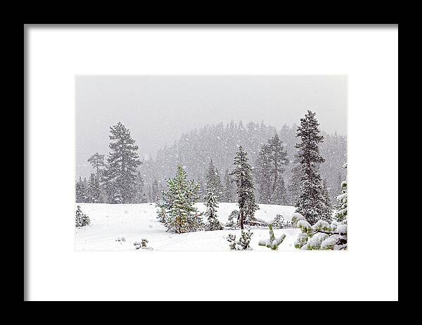 Heavy Snow Fall Framed Print featuring the photograph Snowfall falling snow snowy winter hill conifer trees storm fore by Robert C Paulson Jr