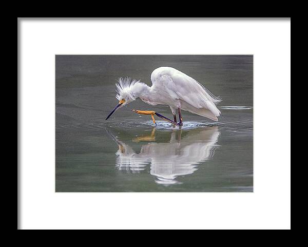 Snowy Egret Framed Print featuring the photograph Snowy Egret 3042-072319 by Tam Ryan