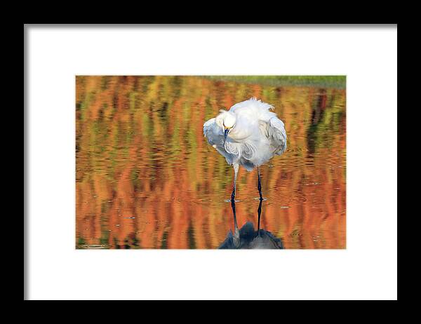 Snowy Egret Framed Print featuring the photograph Snowy Egret 6248-061219 by Tam Ryan