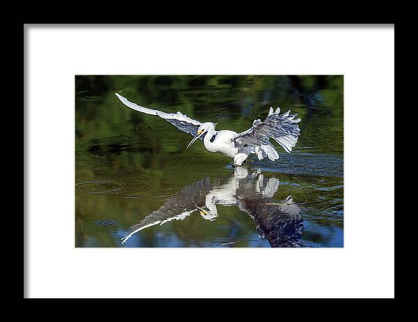 Snowy Egret Framed Print featuring the photograph Snowy Egret 8422-061819 by Tam Ryan
