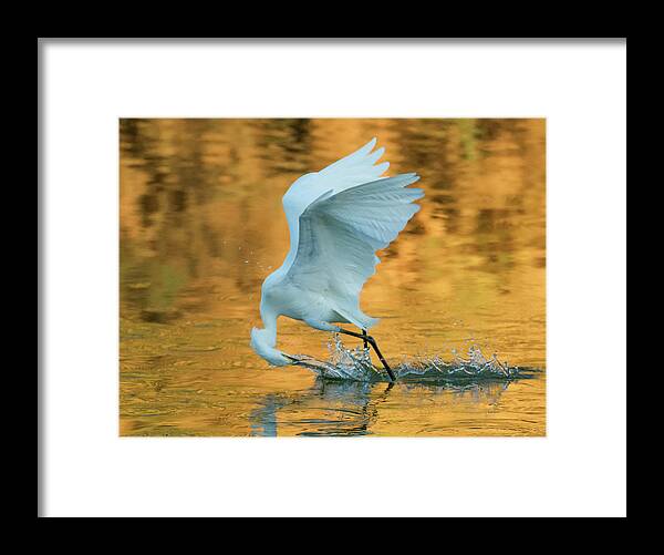 Snowy Egret Framed Print featuring the photograph Snowy Egret Fishing 8645-061919 by Tam Ryan
