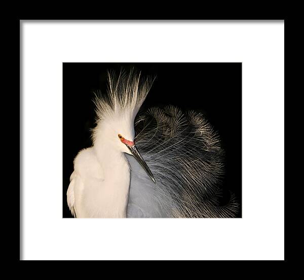 Nature Framed Print featuring the photograph Snowy Egret Lace by Amy Marques