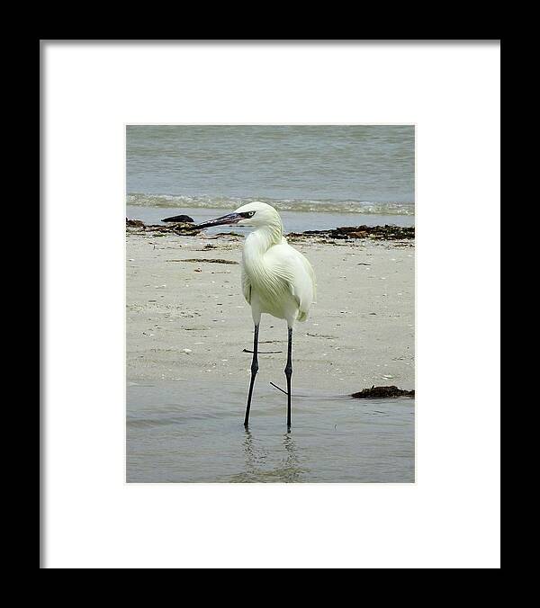 Birds Framed Print featuring the photograph Snowy Egret Profile by Karen Stansberry