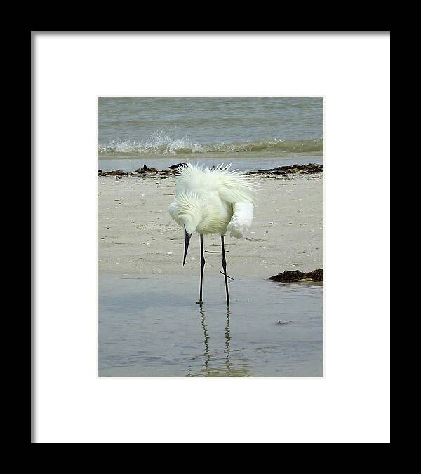 Birds Framed Print featuring the photograph Snowy Egret Showoff by Karen Stansberry