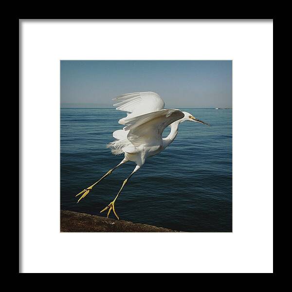 Taking Off Framed Print featuring the photograph Snowy Egret Taking Off Over Ocean by Shari Weaver Photography