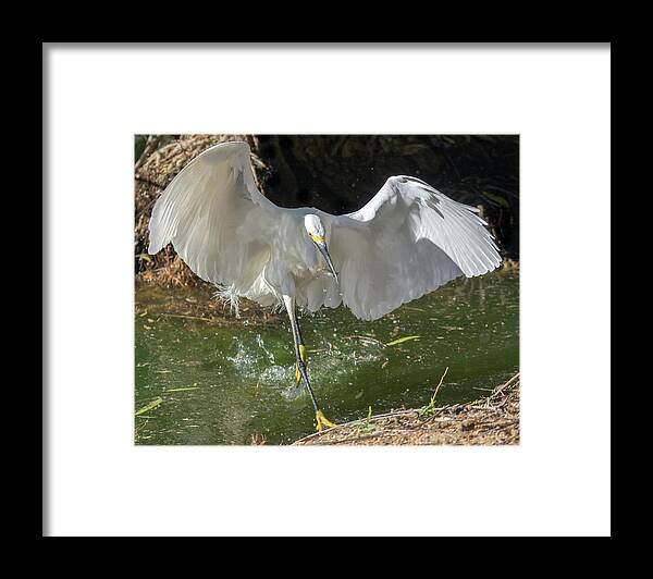 Snowy Egret Framed Print featuring the photograph Snowy Egret with Fish 6896-041419 by Tam Ryan