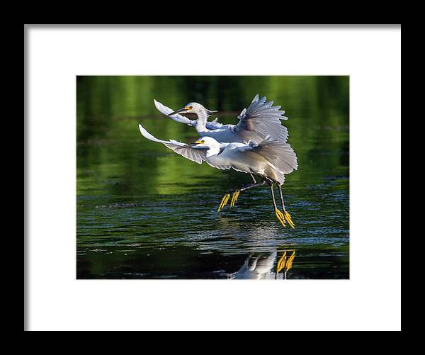 Snowy Egrets Framed Print featuring the photograph Snowy Egrets 8233-061819 by Tam Ryan