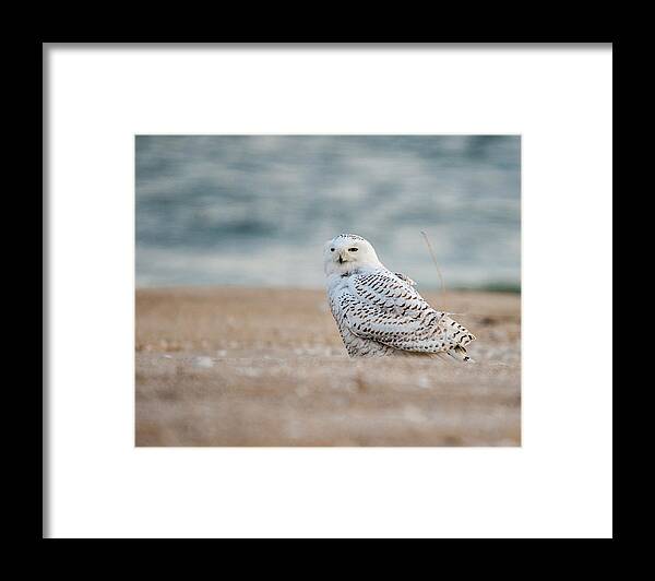 Owl Framed Print featuring the photograph Snowy Owl 5872 by Cathy Kovarik