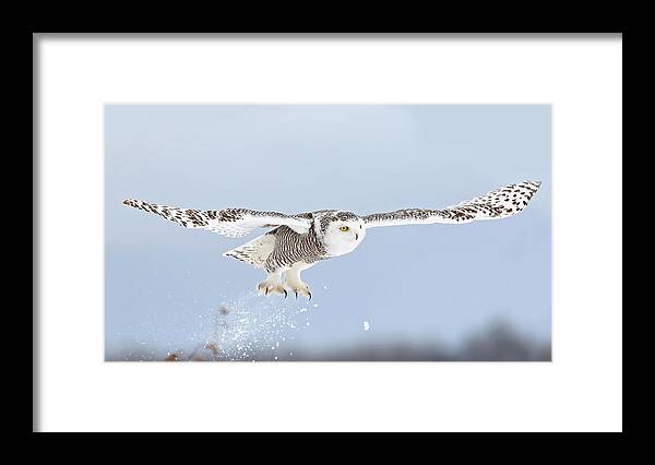 Snowyowl Framed Print featuring the photograph Snowy Owl Blast-off by Jim Cumming