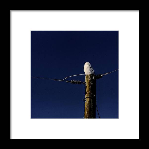 Snowy Owl Dive Snowy Owl Owl Winter Blue Sky Telephone Pole Owl Framed Print featuring the photograph Snowy Owl by David Matthews