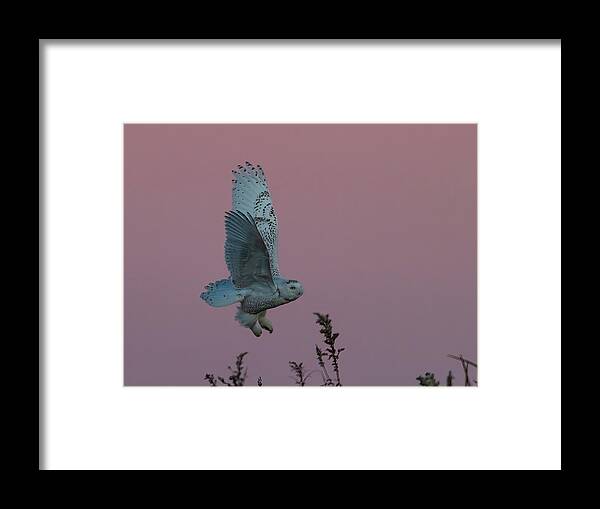 Snowy Owl Framed Print featuring the photograph Snowy Owl In Pinky Early Morning by Tu Qiang (john) Chen