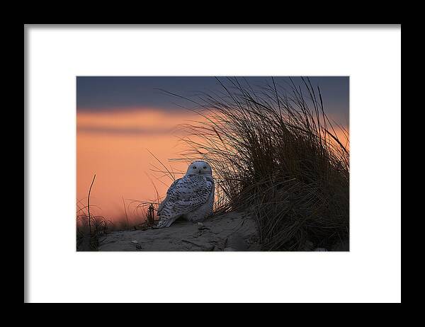 Bird Framed Print featuring the photograph Snowy Owl In The Sunset by Johnny Chen