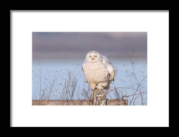 Snowy Owl Framed Print featuring the photograph Snowy Owl by Max Wang