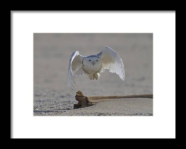 Snowy Owl Framed Print featuring the photograph Snowy Owl Takes Off by Johnny Chen