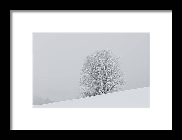 Tree Framed Print featuring the photograph Snowy tree - 6 by Paul MAURICE