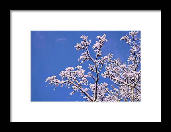 Snowy Tree Branches Framed Print featuring the photograph Snowy Tree Branches by Cora Niele