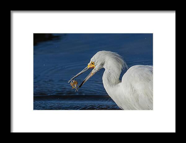 Snowy White Egret Framed Print featuring the photograph Snowy White Egret 2 by Rick Mosher