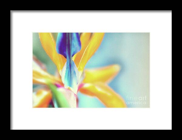 Garden Framed Print featuring the photograph Soft and Light 51 by Becqi Sherman
