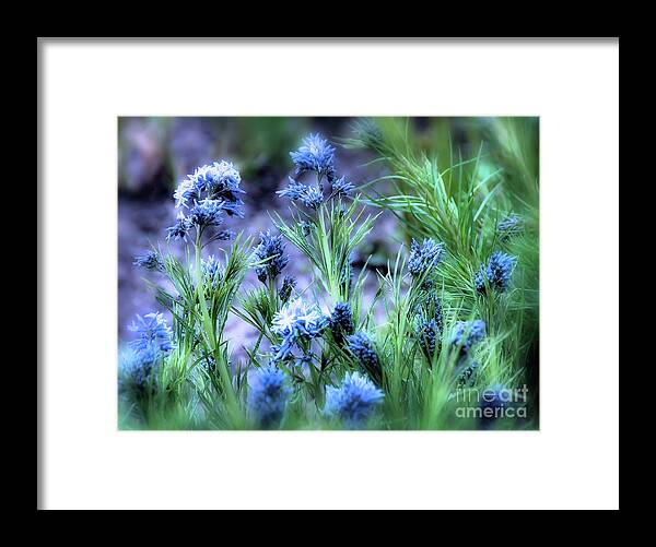 Flowers Framed Print featuring the photograph Soft Blue by Elaine Manley