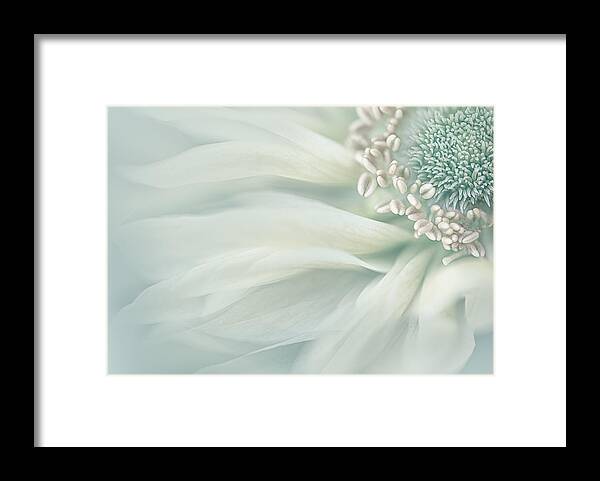 Sofe Framed Print featuring the photograph Soft by Lydia Jacobs