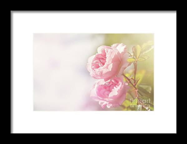 Rose Framed Print featuring the photograph Soft pink rose with space for text by Jane Rix
