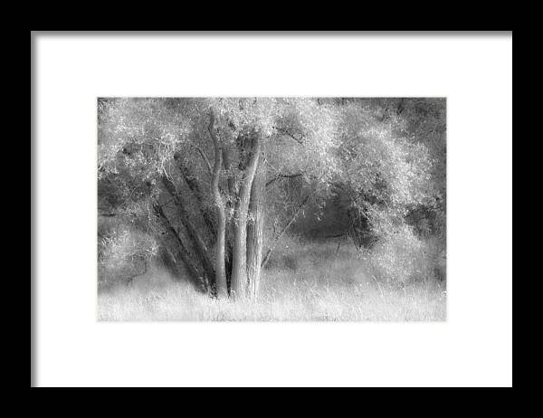 Tree Framed Print featuring the photograph Soft Tree by Hilde Ghesquiere