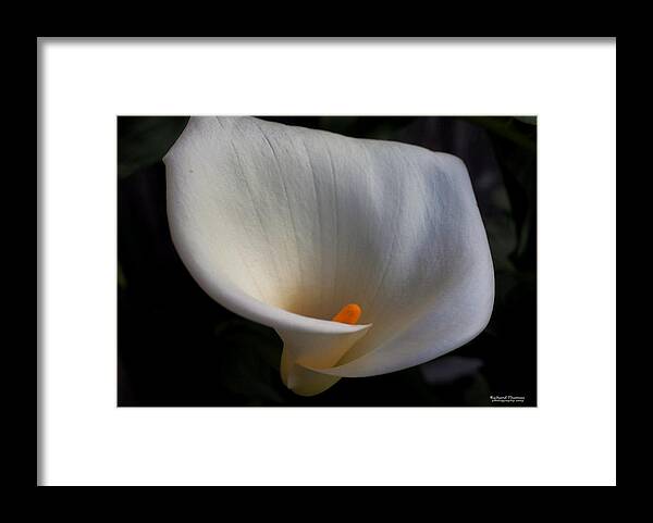 Botanical Framed Print featuring the photograph Soft White Calla Lily by Richard Thomas