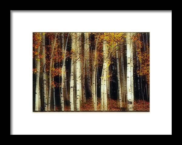 Aspen Trees Framed Print featuring the mixed media Aspen Tree Forest by George Garcia