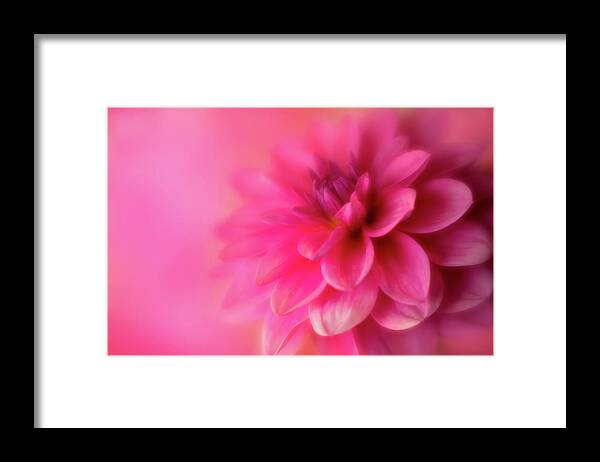 Dahlia Framed Print featuring the photograph Softly Looking Up by Mary Jo Allen