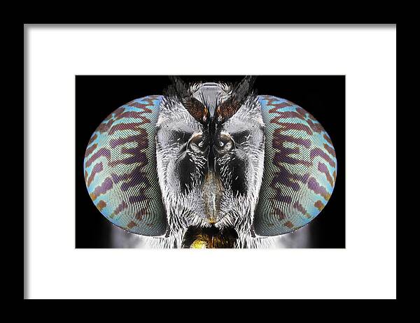 Macro Framed Print featuring the photograph Soldier Fly by Donald Jusa