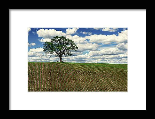 Oak Sentinel Solitary Corn Rows Puffy Clouds Wi Sky Farm Landscape Summer Spring Green Farming Hilltop Lonely Lonesome Proud Framed Print featuring the photograph Solitary Sentinel - Lone oak tree on WI hilltop corn field by Peter Herman