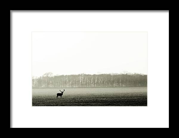 England Framed Print featuring the photograph Solitary Stag In Black An White by Zeynep Thomas