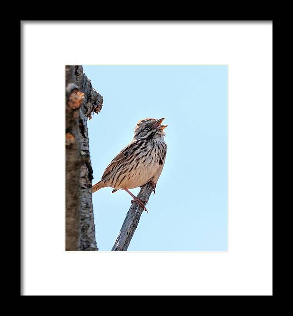 Melospiza Melodia Framed Print featuring the photograph Song Sparrow Singing by Lara Ellis