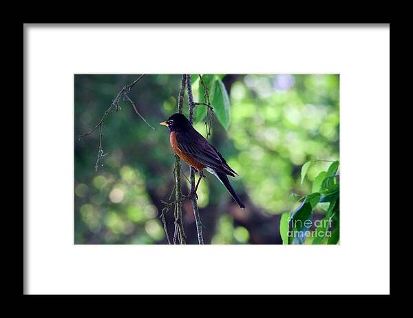 Robin Framed Print featuring the photograph Songbird Morning by Rachel Morrison