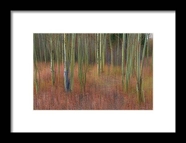 Forest Framed Print featuring the photograph Soothing Wilderness Wonder by James BO Insogna