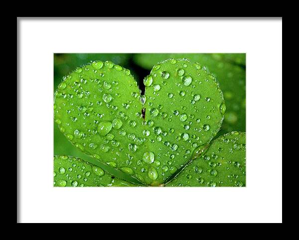 Sorrel Framed Print featuring the photograph Sorrel Heart by Joanna Clegg
