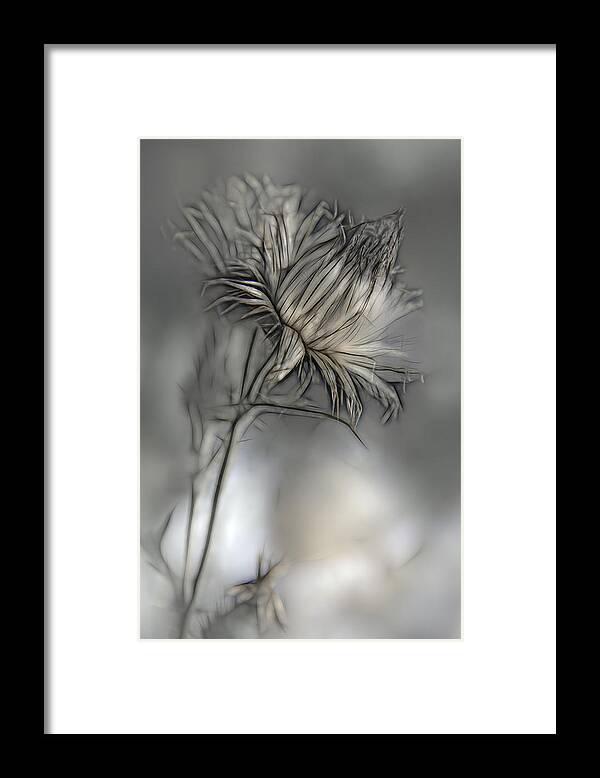 Flower Framed Print featuring the photograph Source Of Life by Gilbert Claes