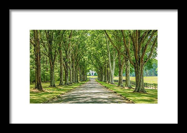 Nature Framed Print featuring the photograph Southern Stroll by Marcy Wielfaert