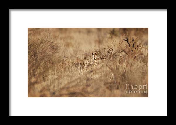 Desert Rabbit Framed Print featuring the photograph Southwest Bunny by Robert WK Clark