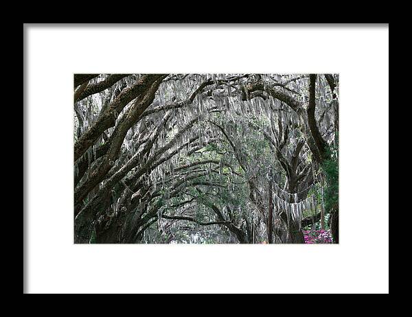 Spanish Moss Live Oak Arch Framed Print featuring the photograph Spainish Moss Live Oak Arch by Robert Goldwitz
