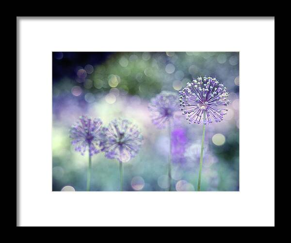 Allium Framed Print featuring the photograph Sparkely by Rebecca Cozart