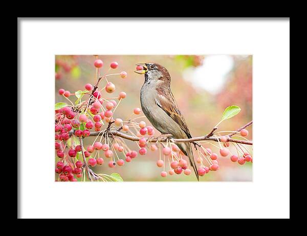 Cute Framed Print featuring the photograph Sparrow eating berries by Top Wallpapers
