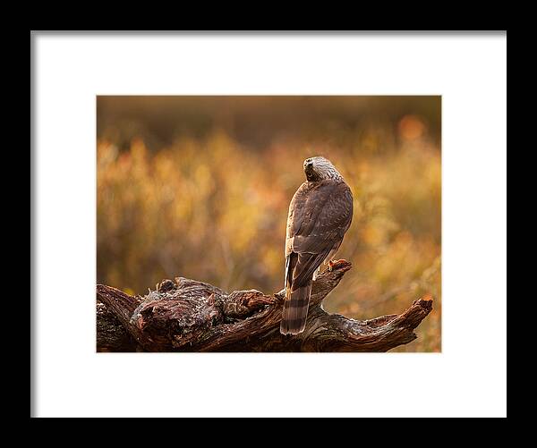 Autumn Framed Print featuring the photograph Sparrowhawk by Svein Ove Linde