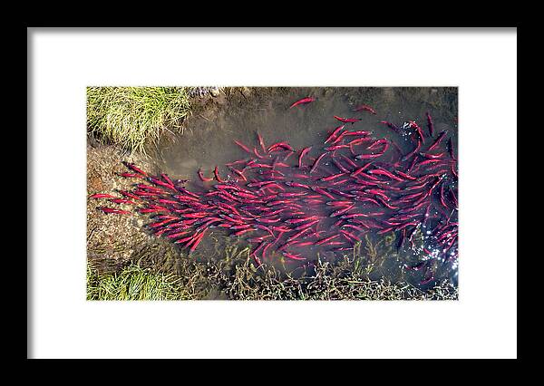 Kokanee Framed Print featuring the photograph Spawning Kokanee Salmon by Wesley Aston